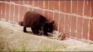 Копия видео Крыса против стаи котов home-pet.ru.flv