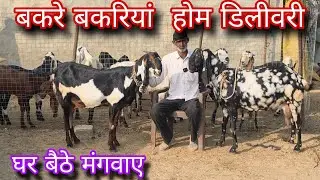 बकरी और बकरियां घर बैठे मंगवाए इस फार्म से 