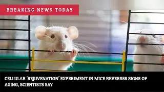 Cellular 'Rejuvenation' Experiment in Mice Reverses Signs of Aging, Scientists Say | News #Shorts