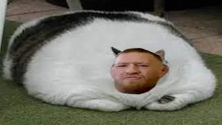 Mcgregor is a fat cat