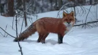 Winter Fox 2026