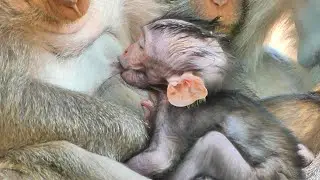 Too much hungry__ Jagger try so fast to drink sweet milk mommy Jinx.