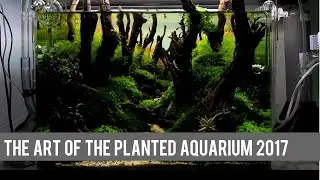 1ST PLACE NANO CATEGORY at The Art of the Planted Aquarium 2017