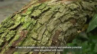Types of Tree Reports  Exploring Arboricultural Surveys, Tree Risk Assessments, and More