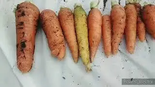 Momma J's vegan carrot dog, summertime delicious meal.