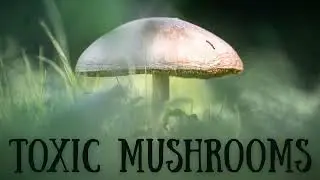 Toxic Mushrooms