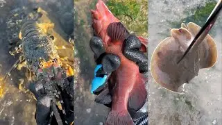 Catching Shrimp, Crabs, Fish, Octopus & Shellfish at Low Tide – Coastal Seafood Harvest