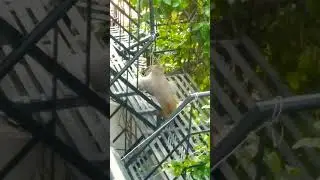 Monkey in sad mood || status