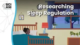 How can the fruit fly help us understand sleep?