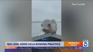 UCLA rowing team gets visit from sea lion