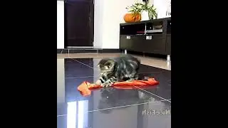 Gang of Scottish Fold Cute Kittens vs  red ribbon #006