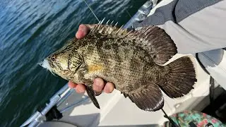 Tripletail action on fly in the fall!
