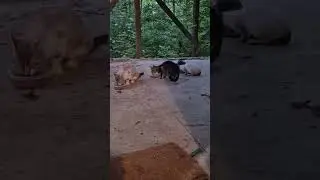#Kitty rescue #Meet the Littles  Progess again!  See comments for details