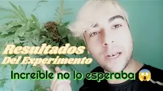 RESULTADOS EXPERIMENTO HELECHO ESTRELLA AZUL EN CUADRO | Parte 2