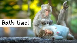 Sacred Monkey Forest Sanctuary, Monkeys Bath, Bali Indonesia【4K 60fps】GoPro Hero8