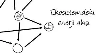 Ekosistemler ve Ekolojik Bağlantılar (Biyoloji / Biyoçeşitlilik ve Koruma)
