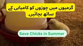 Successfully Save Baby Chicks in Summer | Day old chicks care | Free chickens deem ideas
