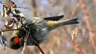 Birds of Kazakhstan. Serinus pusillus.