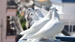 ΑΦΙΕΡΩΜΑ  ΣΤΑ ΑΣΠΡΟΠΑΡΔΑΛΑ ΤΟΥ ΣΤ. ΒΑΛΑ ΑΠΟ ΠΕΝΤΕ ΧΟΜΠΙΣΤΕΣ ΜΕΣΑ ΣΤΗ ΑΘΗΝΑ ΚΑΙ ΣΤΟ ΝΟΜΟ ΔΡΑΜΑΣ