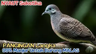 LIVE- SUARA KUTUT DI ALAM LIAR, GACORNYA LUAR BIASA