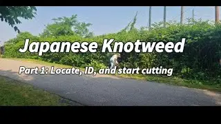 Japanese Knotweed: Locate, ID, and start cutting