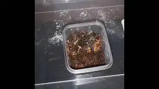 Dolichothele Diamantinensis sling Feeding