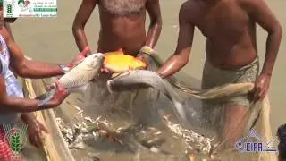 Fish Hydrolysate