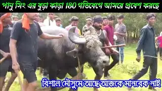 পানু সিং এর বুড়া কাড়া 180 গতিবেগে আসরে ঢুকে গেলো