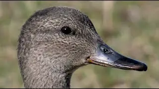 Canapiglia, richiamo e primi piani - Gadwall, recall and close-ups (Anas strepera)