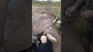 Collaring elephants for research in Kruger National Park (South Africa) with Elephants Alive
