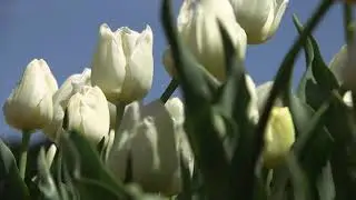 Malaysia - Tulip  🌷🌷🌷  vdqbulbs.com.au