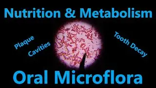 Mouth Germs! - Oral Microflora (Mouth Microbiome)