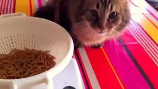 Chat qui mange des p&acirc;tes au bl&eacute; complet... crues.