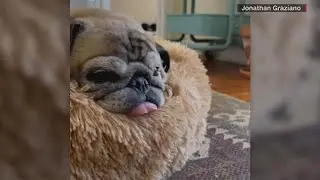'No Bones Day'... IG famous dog Noodle, died Saturday