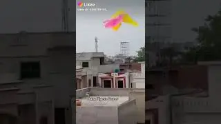 Beautiful_Laka kabutar___rana__ @pigeon come back #short viral video Hai song