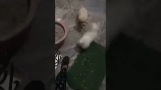 Paw-sibly the cutest friendship ever!💕 #cute #dog #viral #trending #animals #pets #friends  #play