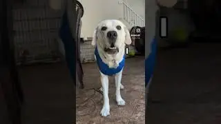Hungry Yellow Lab