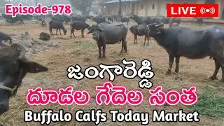 జంగారెడ్డి దూడల గేదెల సంత | Jangareddi Buffalo Calf Market Today Info @jainkisan #farming 