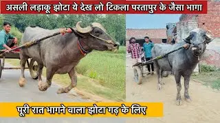 अलसी लड़ाकू झोटा ये देख लो भाइयो टिकला परतापुर जैसे पेर मारता हुआ गढ़ गंगा जी के लिए तैयार हो जाएगा