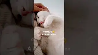 午睡的小貓☺️A napping kitten #catvlog #mumutv #catnapping