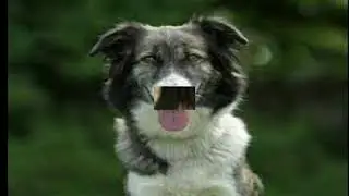 nice animalsThe Aidi dog powerful dog