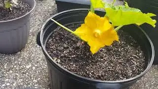 What a Difference a Day Makes in Squash Development 3/10/24