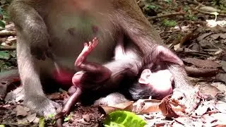 OMG! So Pitiful Newborn Baby Monkey Carlino, Candy So Angry and Drops Her Baby Away