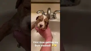 Mini goldendoodle 1st time getting her Bum washed off! Love you Jewel! 💛🐾