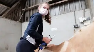 Blondie Scheren * Hart voor Paarden *
