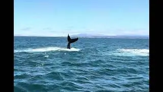 Mommy humpback and her calf tail slapping close up.