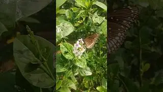 Butterfly pollinating flower #how #pollination #butterfly #flowers