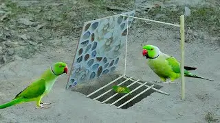 Easy Underground Parrot Trap Make from Tile  New Technique Bird Trap