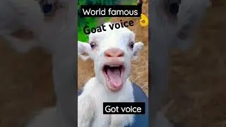 Goat voice is mae mae mae #sheep #goat #animals