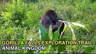 [4K] Gorilla Falls Exploration Trail - African Animal Trek : Animal Kingdom (Orlando, FL)